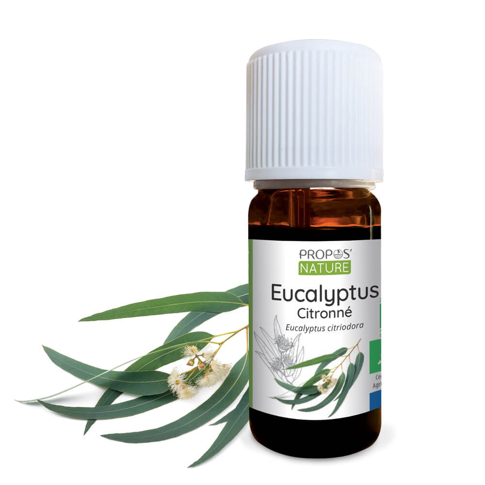 Huile essentielle bio d'Eucalyptus citronne (Eucalyptus citriodora)